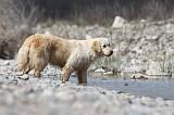 GOLDEN RETRIEVER 456